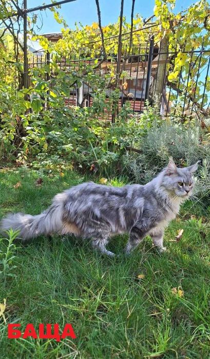 Котенца Мейн Куун