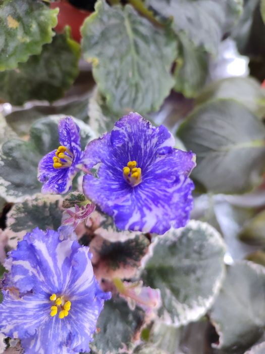 Продаются сортовые ыиалки