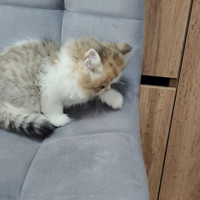 Котик Бикадорный золотой бабби