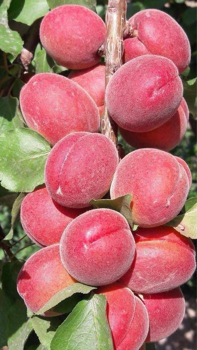 Саженцы из дома продаются