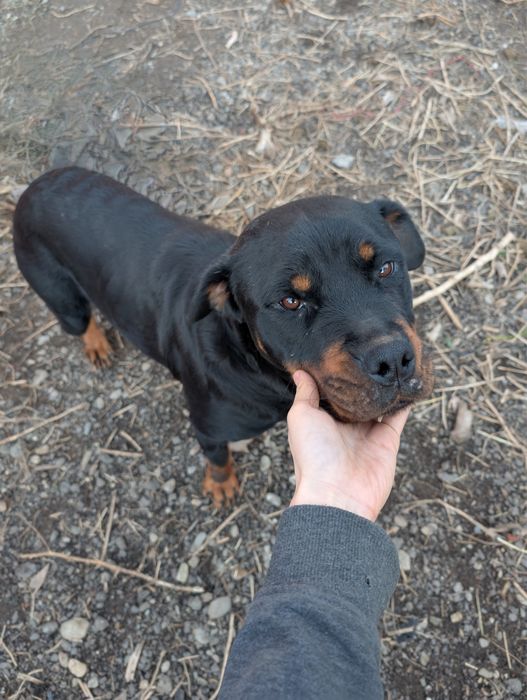 Pui rottweiler femela