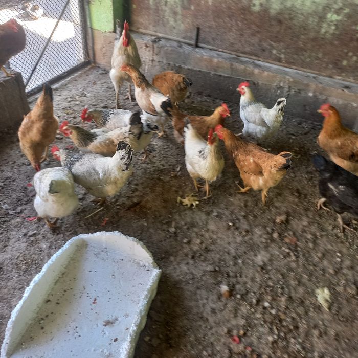 Яйца на инкубатор Адлер кучин