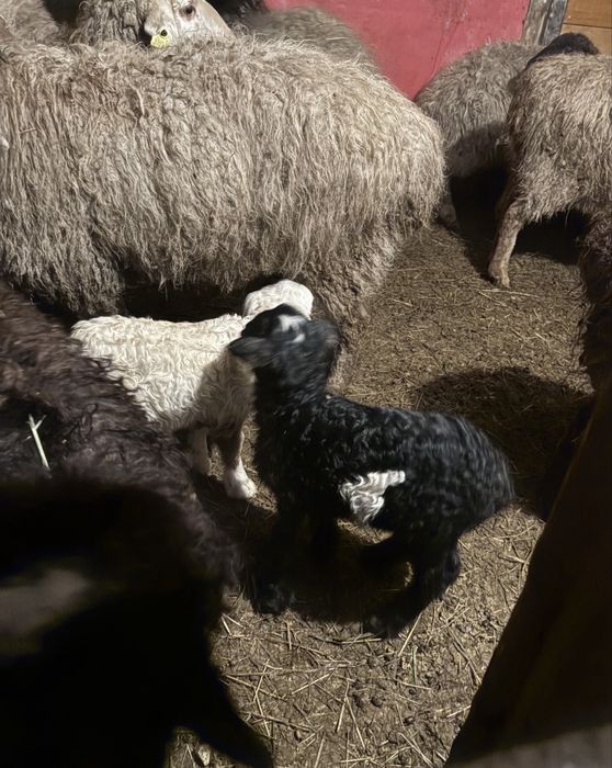 бараны қой кой сатылымда