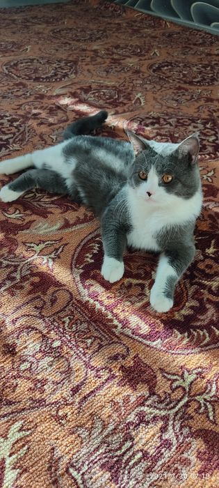 Продаём кота в добрые руки