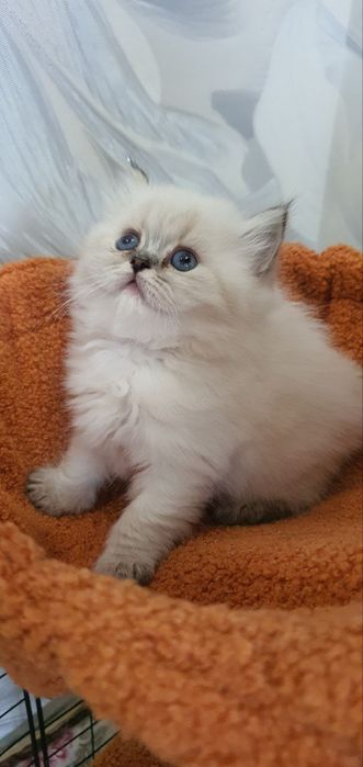 Пушистое счастье ищет свой дом!