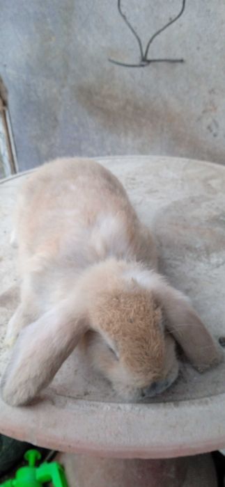 Зайци, френски кочовати