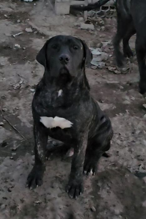 Куче Dogo Canario