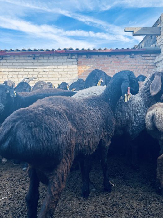 Гиссар Кошкар 11айлык