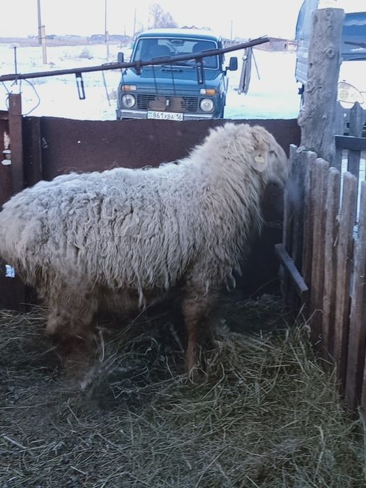 Продам Қошқара произодителя!