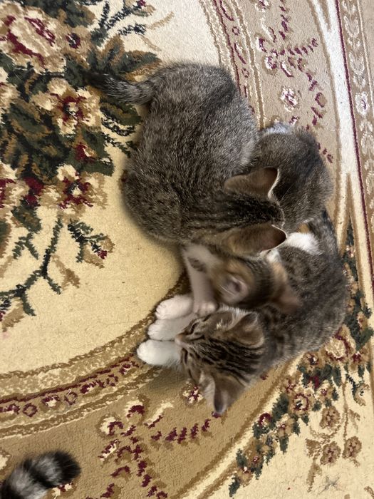 Отдам Котят в добрые руки