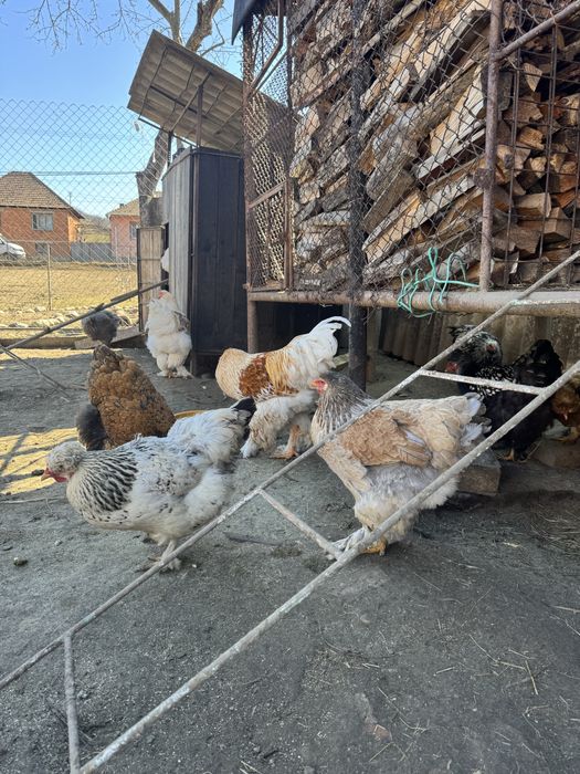 Oua incubat de la gainile din imagini