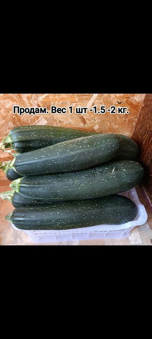Кабачки кабачки Кжби