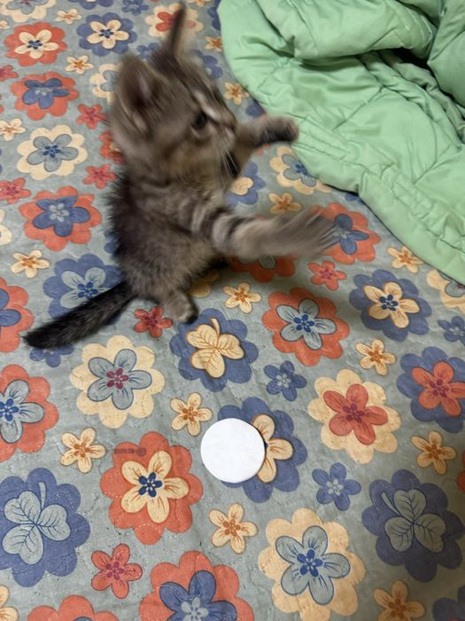 Продается котенок,1месяц
