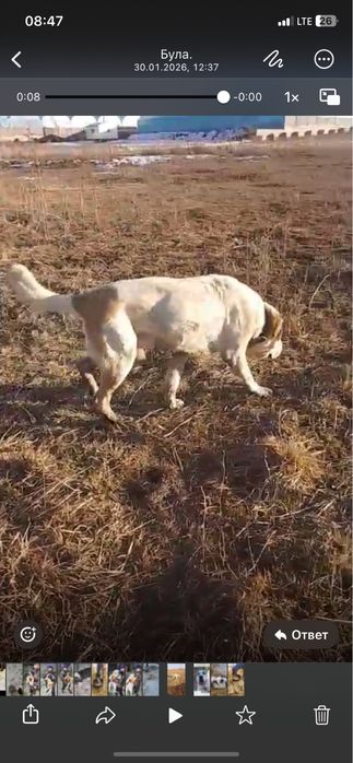 Вязка собак Кабель