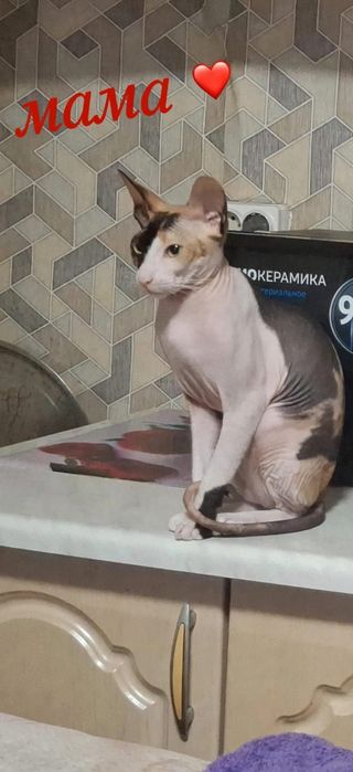 Продам велюрового сфинкса