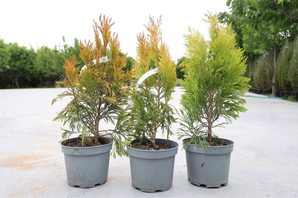 Горшки для цветов(Гуллар учун туваклар)б/у холатида