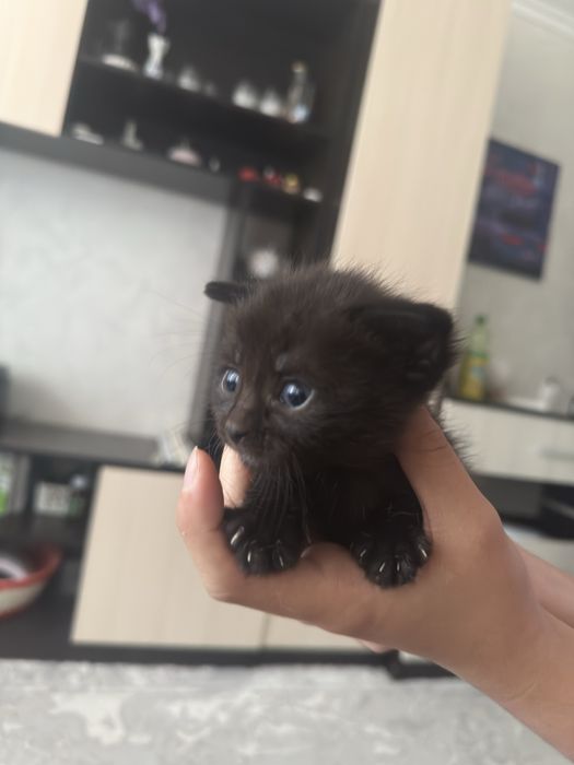 Отдам котят в добрые руки