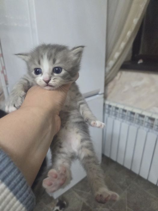 Маргаулар тегин беремын