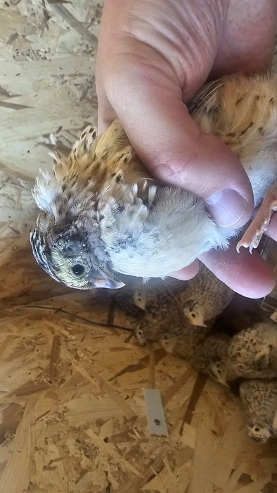 Prepelite jumbo de vanzare