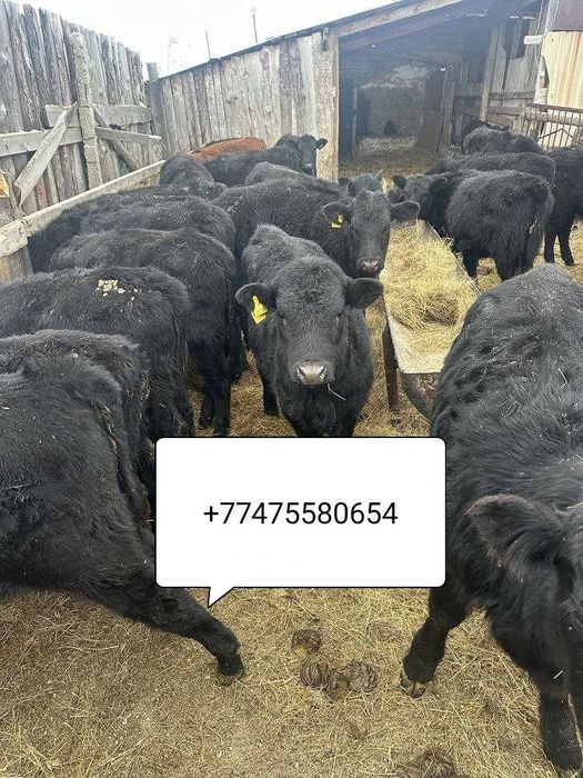 Problem бычки телята тёлочки