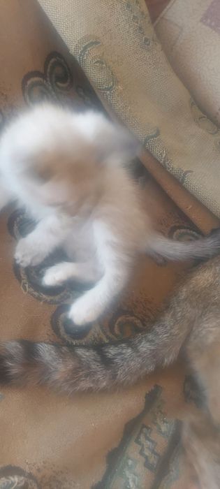 Отдам котят. Возвраст 1месяц.