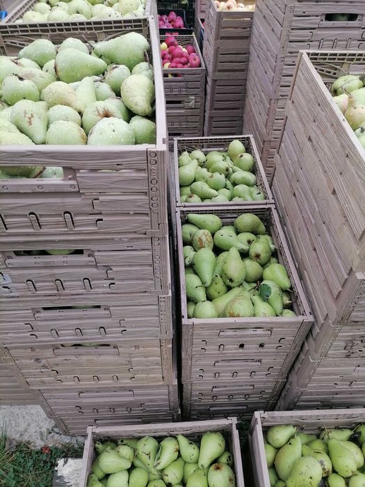 Pere de toamnă. Bio 100%.