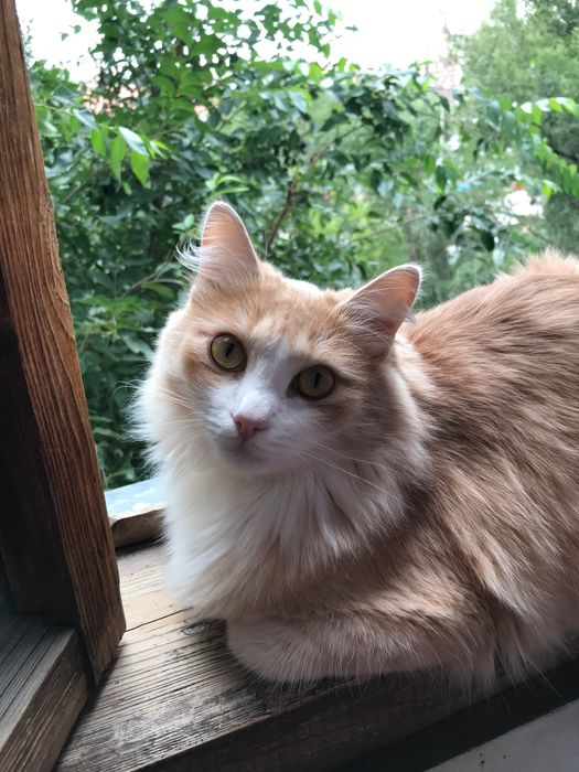 Отдам кота в хорошие руки!