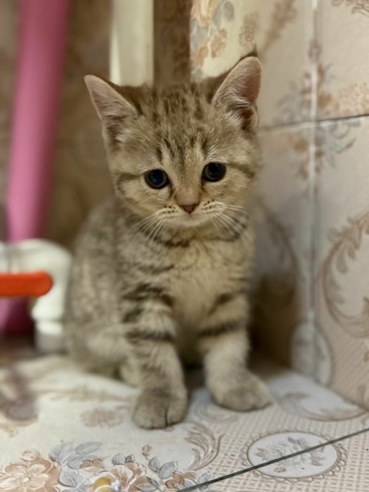 Шодландский Скоттиш Страйт сотилади