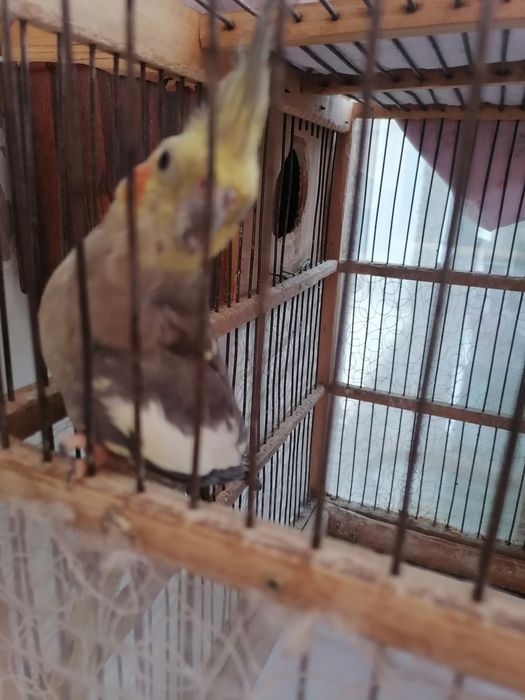 Продам попугаев карэлла самец и самка