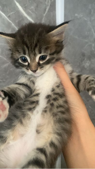 Продается котёнок девочка