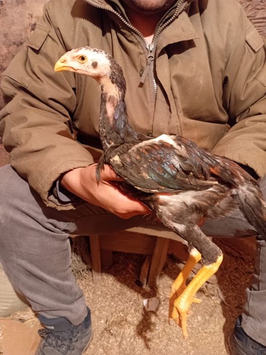 Дакан жужики шамо карея