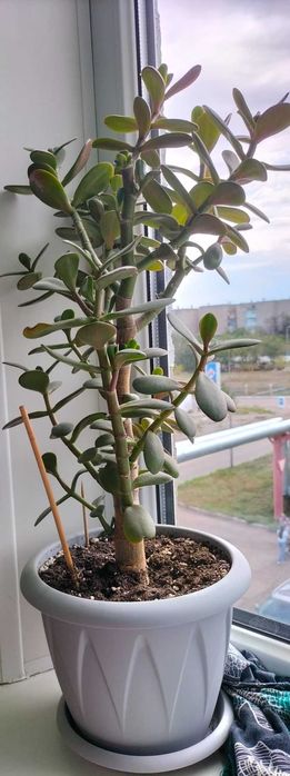 Денежное дерево Тостянка