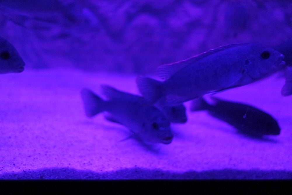 Vand Maylandia Callainos cobalt zebra cichlid