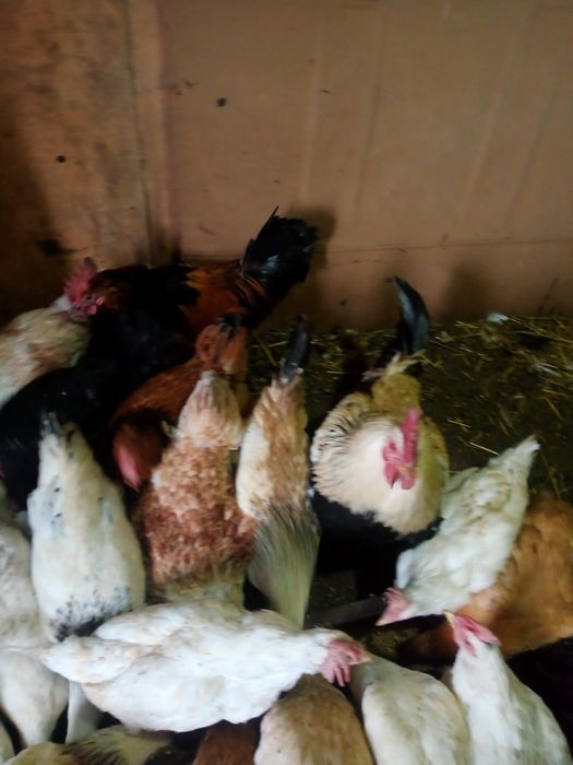 Продам молодых петушков