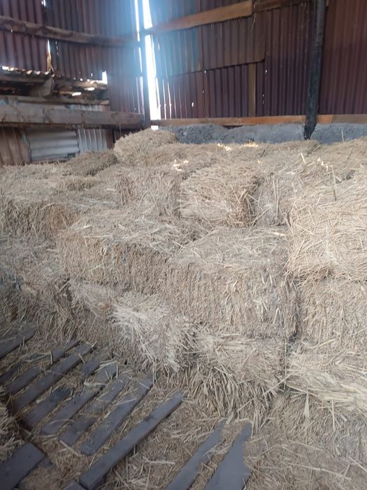 Продам сено в тюках Люцерна