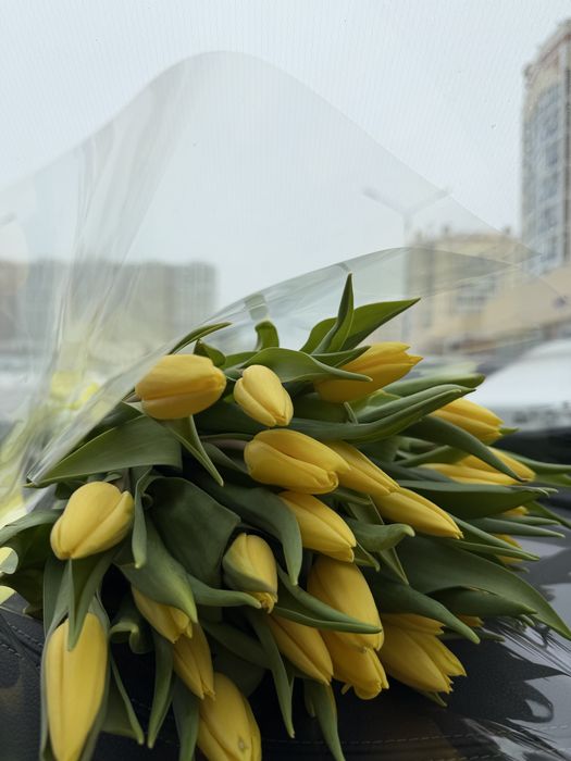 Цветы/букет/ тюлпаны