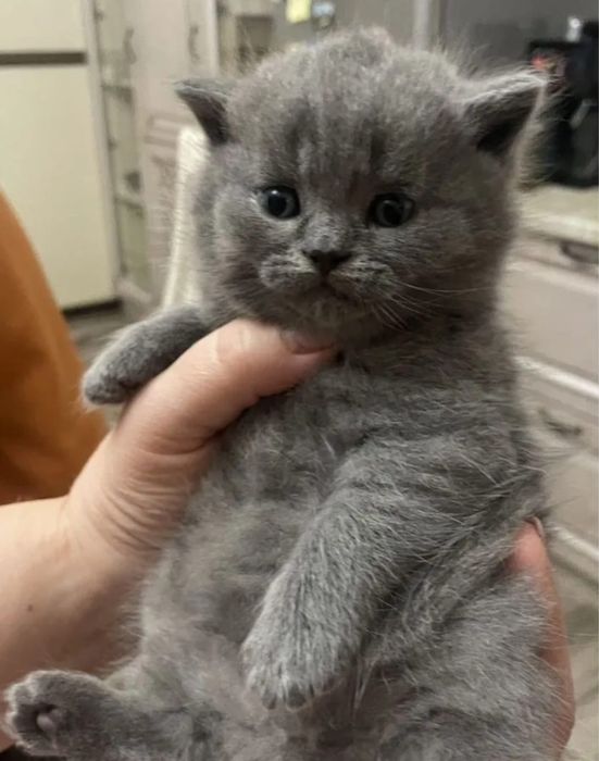 Британский котенок