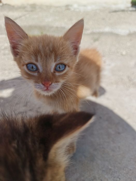Отдам котят в хорошие руки