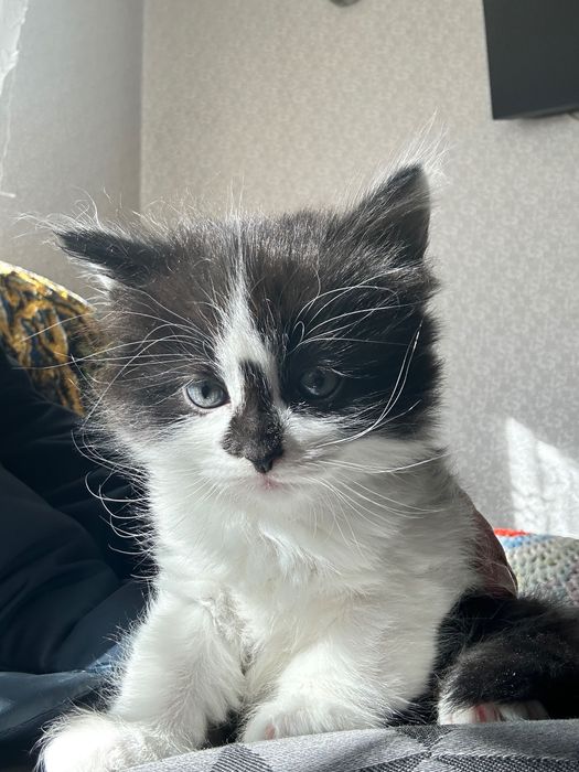 Отдам замечательных котят в добрые руки