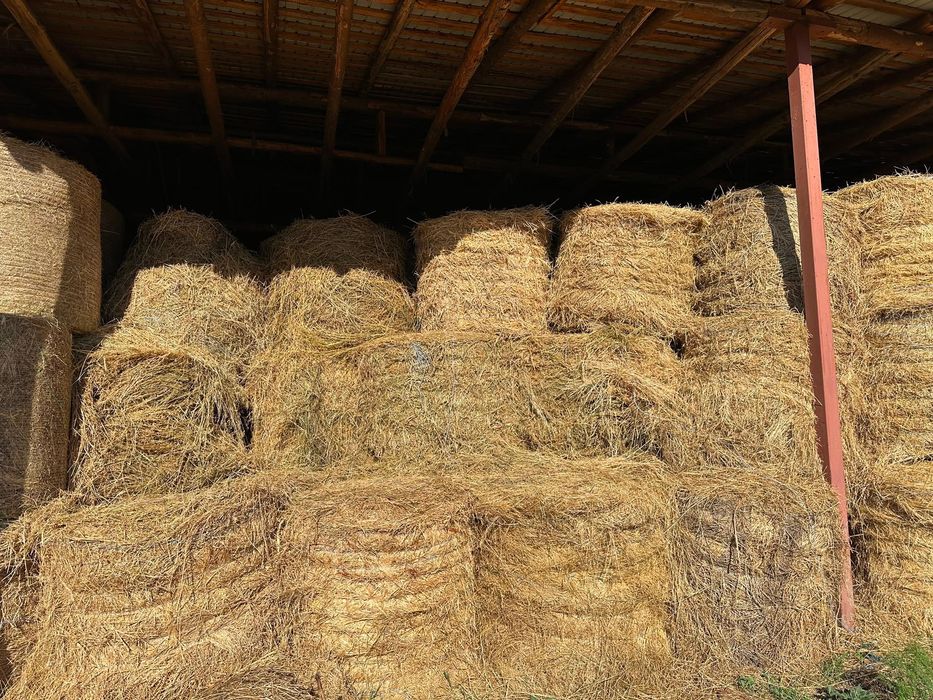 Vând baloți de iarbă cu lucernă