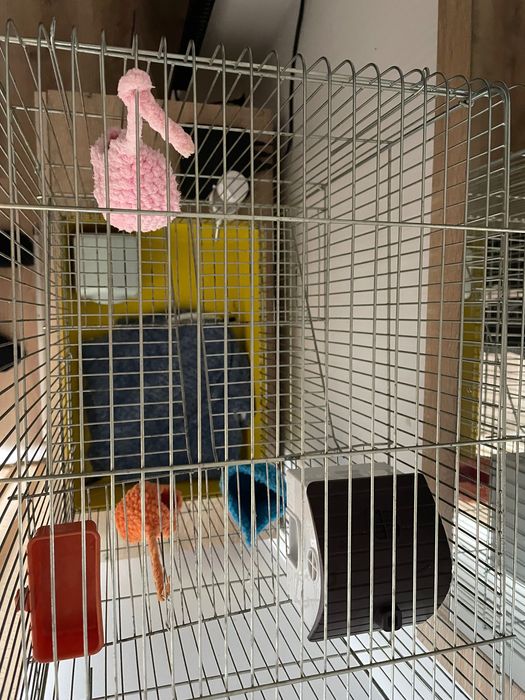 Оборудвана клетка за захарна катерица