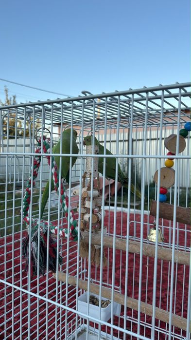 Продаются два попугая: девочка и мальчик.