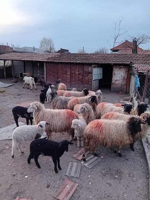 De vanzare 13 oi   fatate cu un miel fiecare