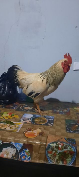 Адлер хуроз сотилади