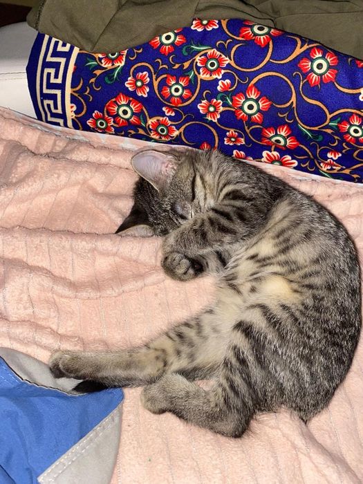 кошечка черничка