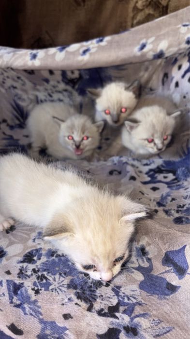 Котята отдам добрый руки