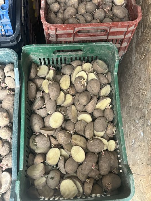 Cartofi de samanta arizona