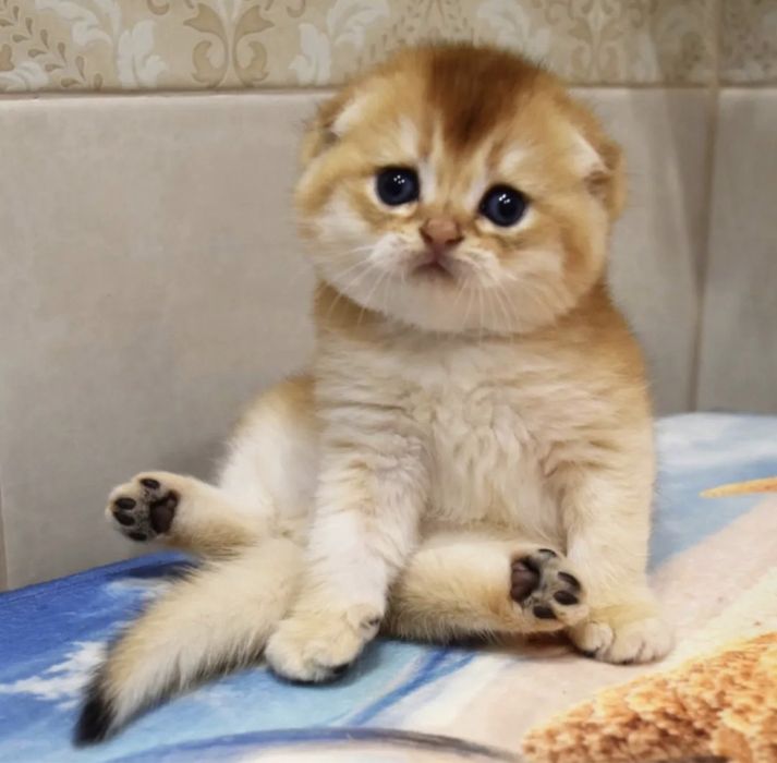 Золотые котята шиншилята