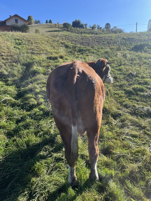 Vaca de vanzare+fica ei