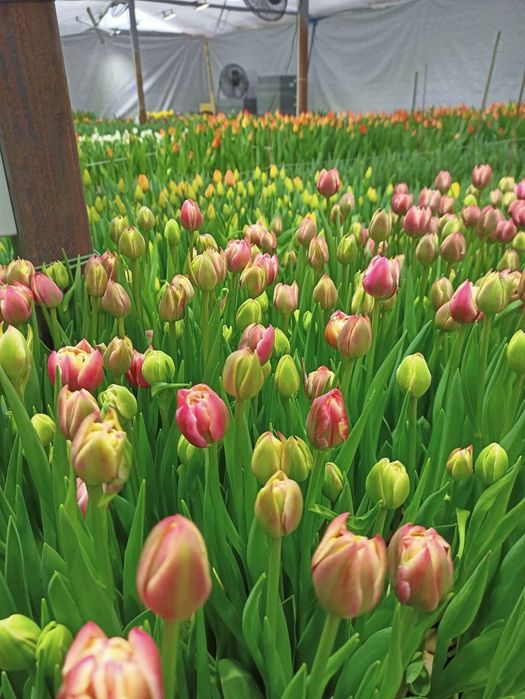 •Тюльпаны •цветы